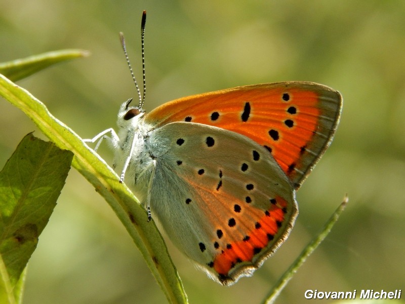 Lycaena.....